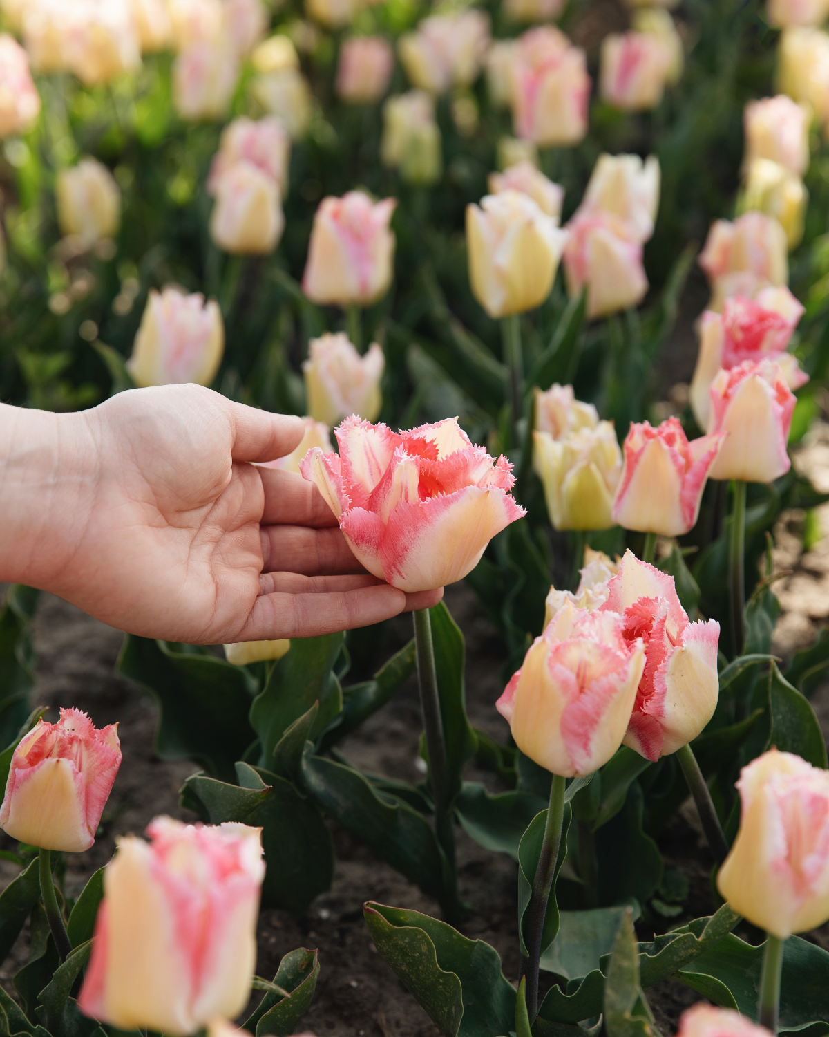 Tulp 'Lingerie' BIO (8 stuks)