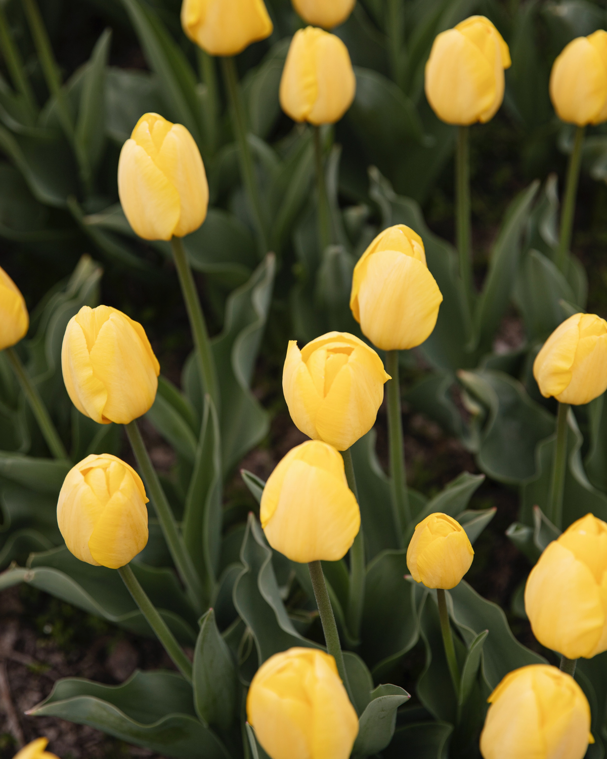 Tulp 'Novi Sun' BIO (8 stuks)