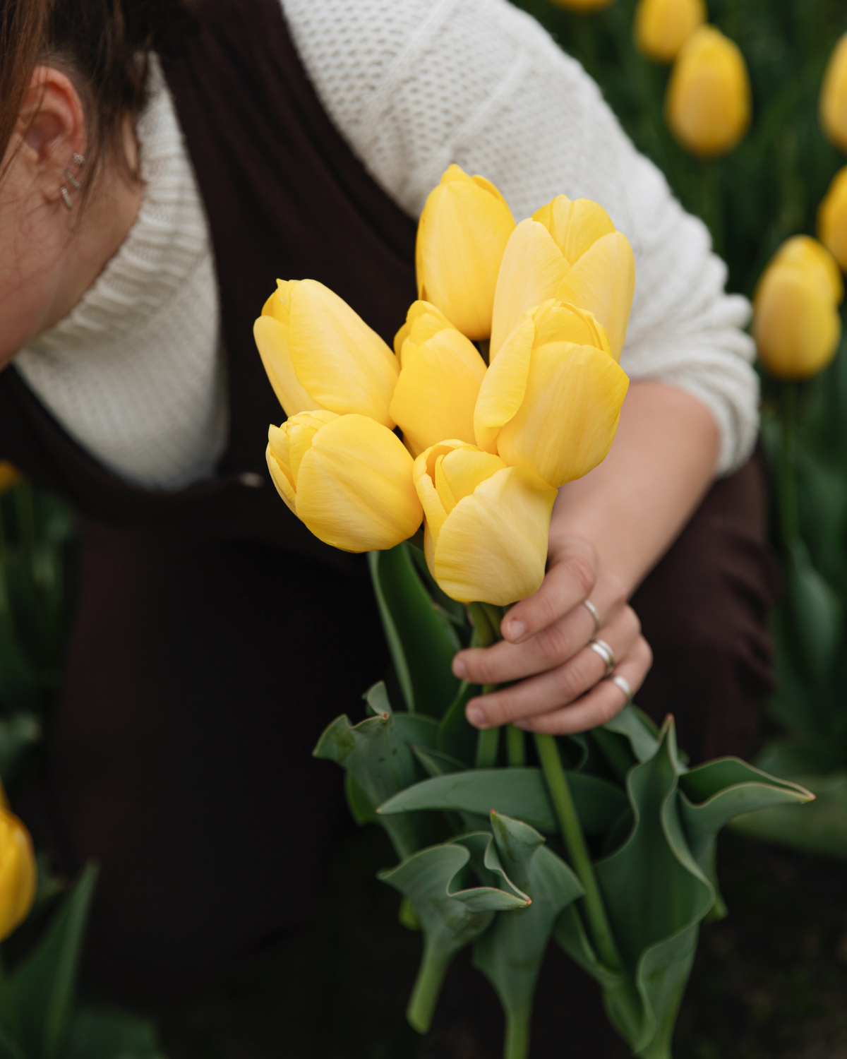 Tulp 'Novi Sun' BIO (8 stuks)