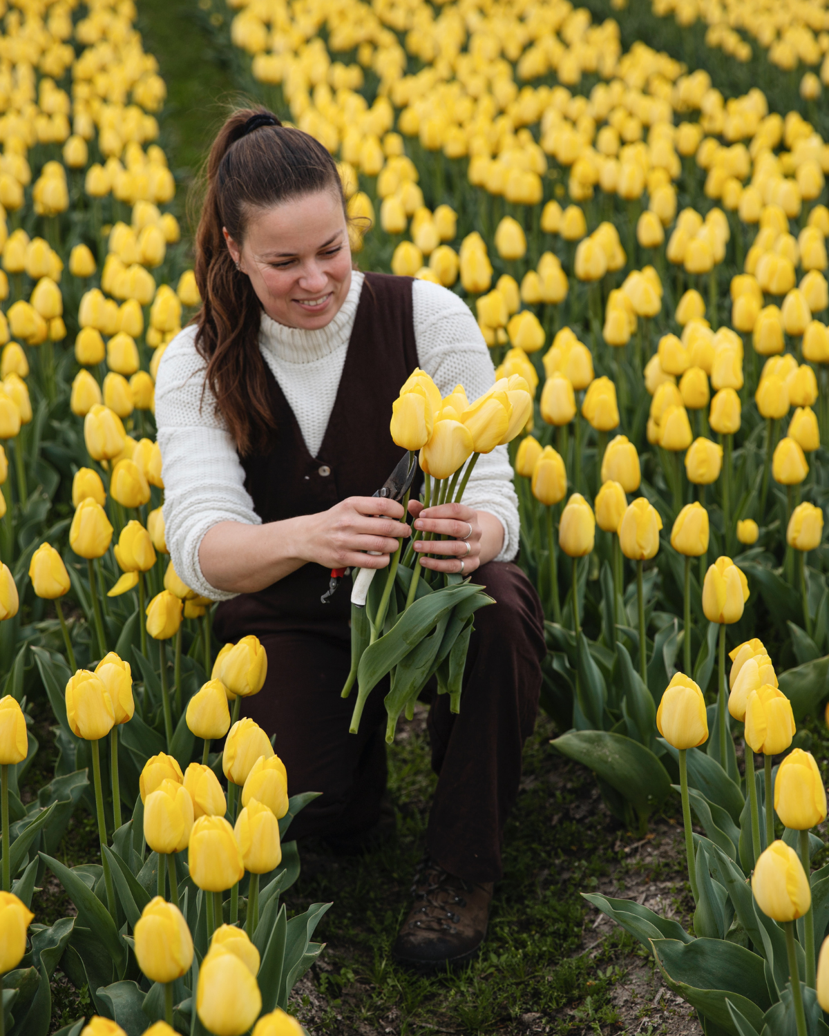 Tulp 'Novi Sun' BIO (8 stuks)