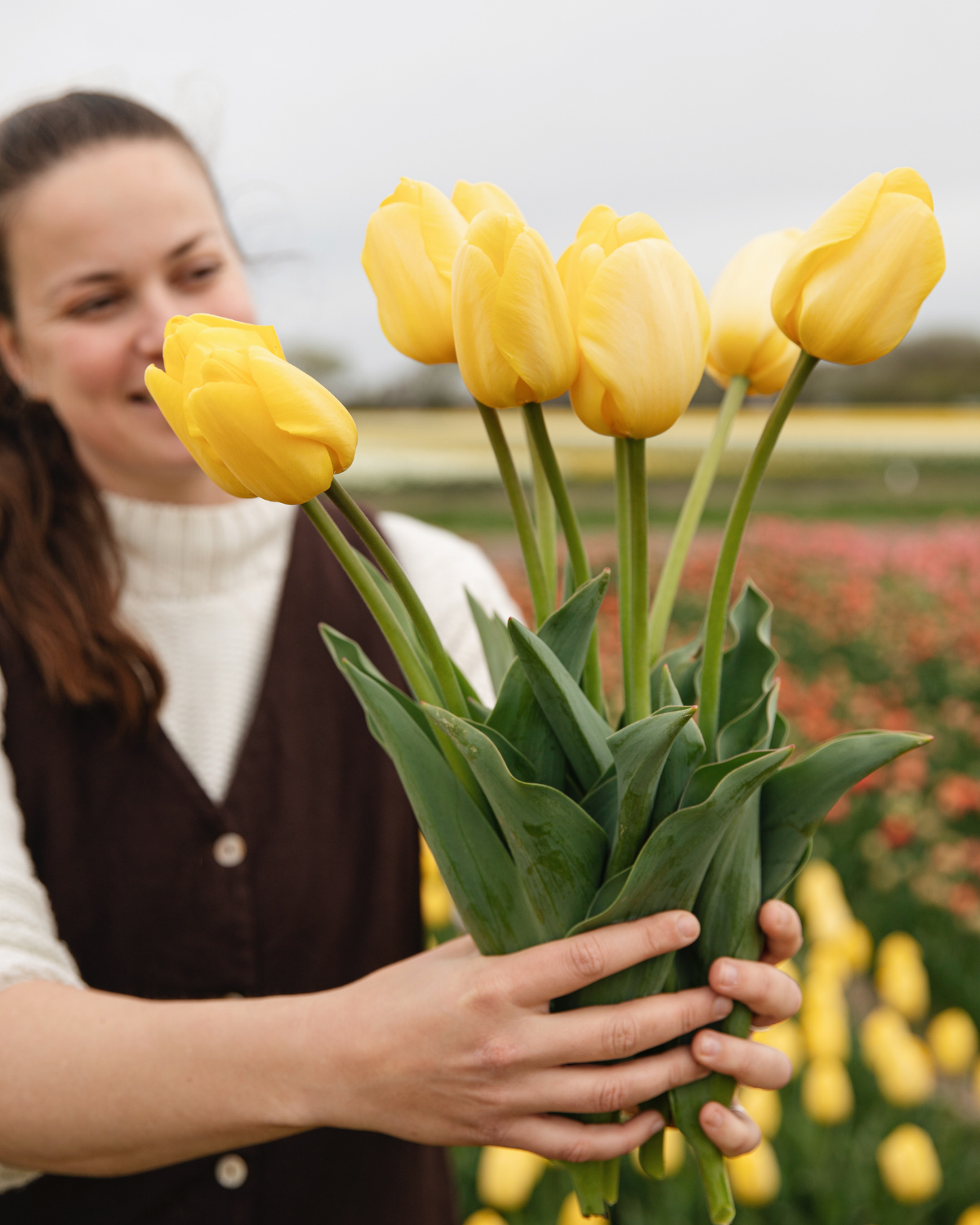 Tulp 'Novi Sun' BIO (8 stuks)