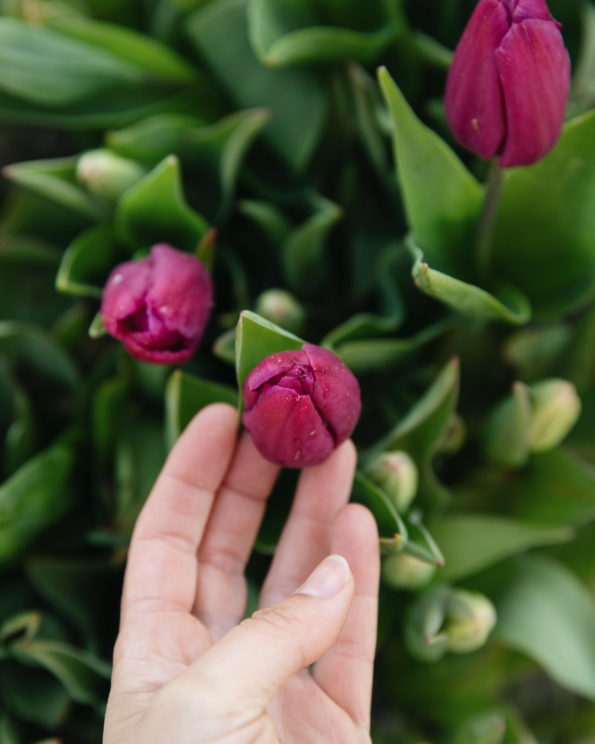 Tulp 'Purple Prince' BIO (8 stuks)