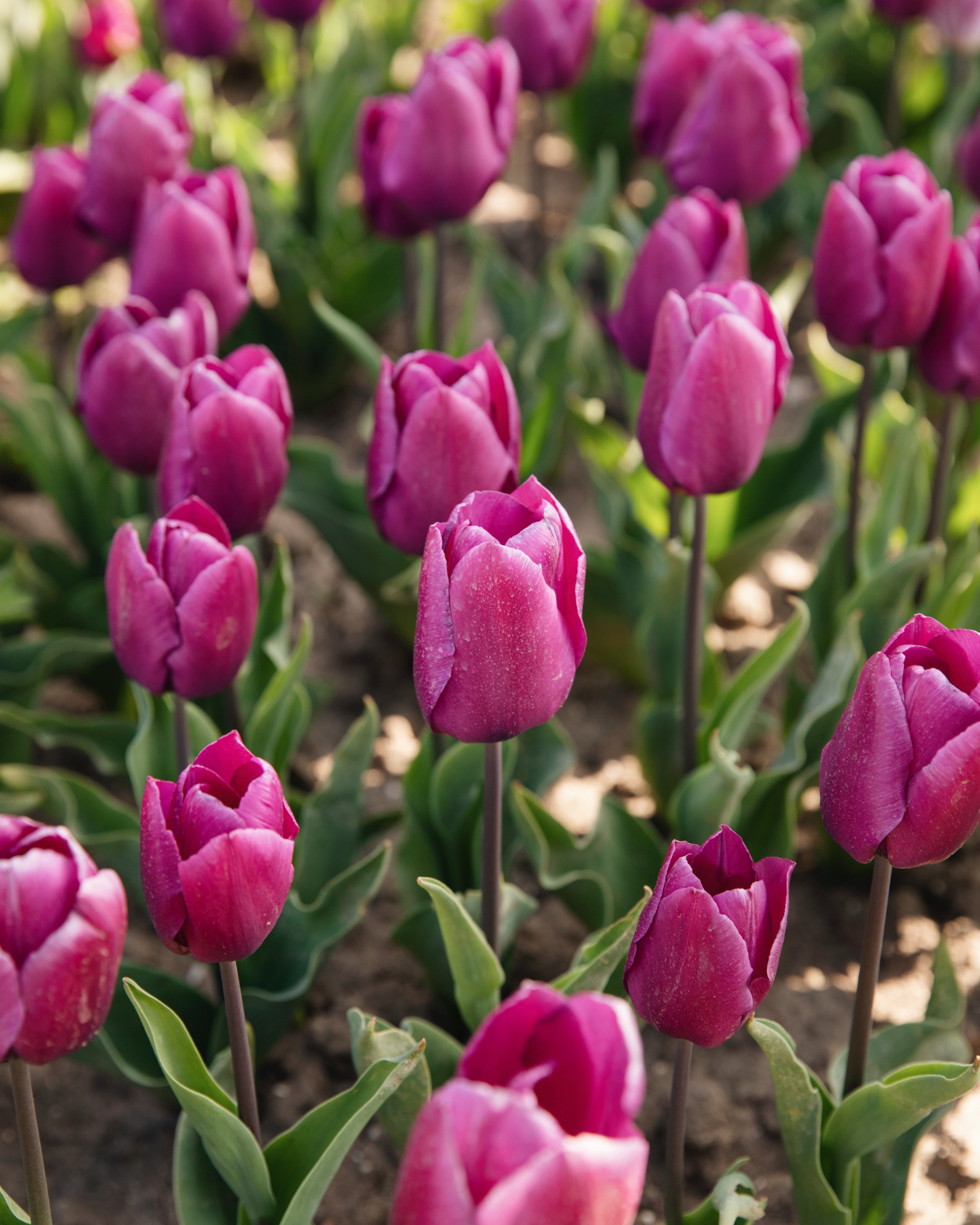 Tulp 'Purple Prince' BIO (8 stuks)