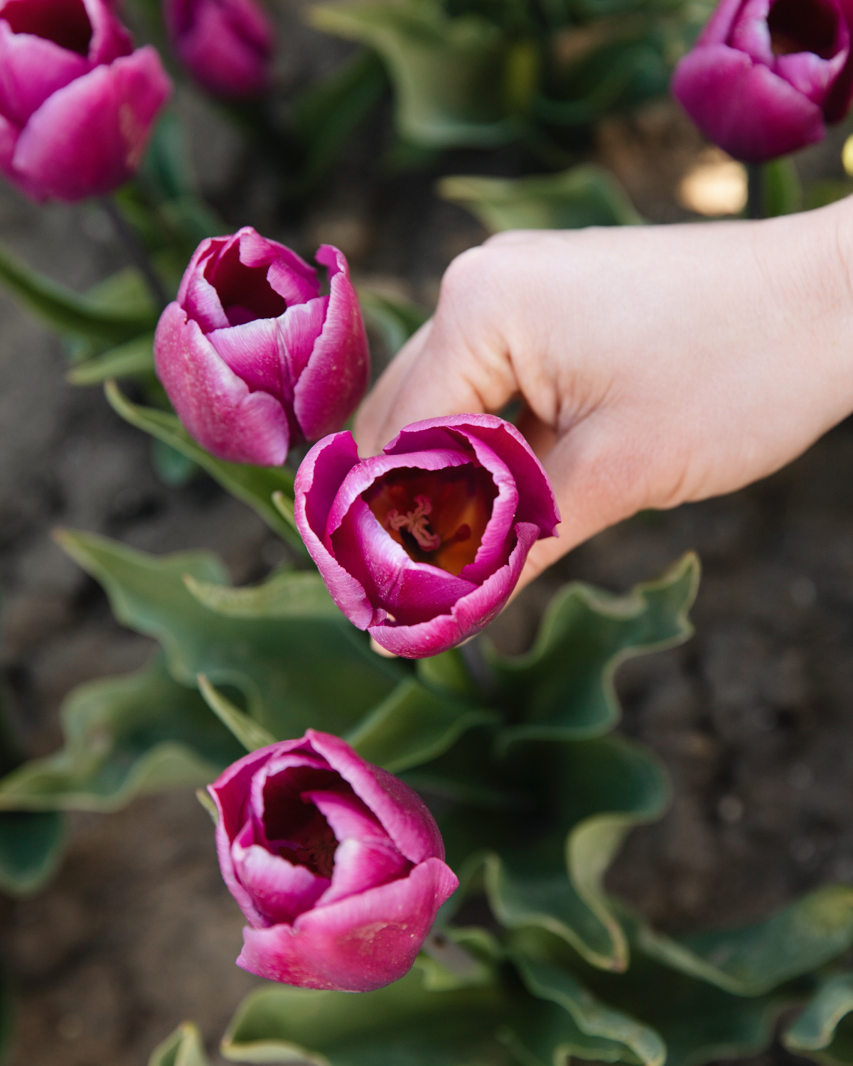 Tulp 'Purple Prince' BIO (8 stuks)