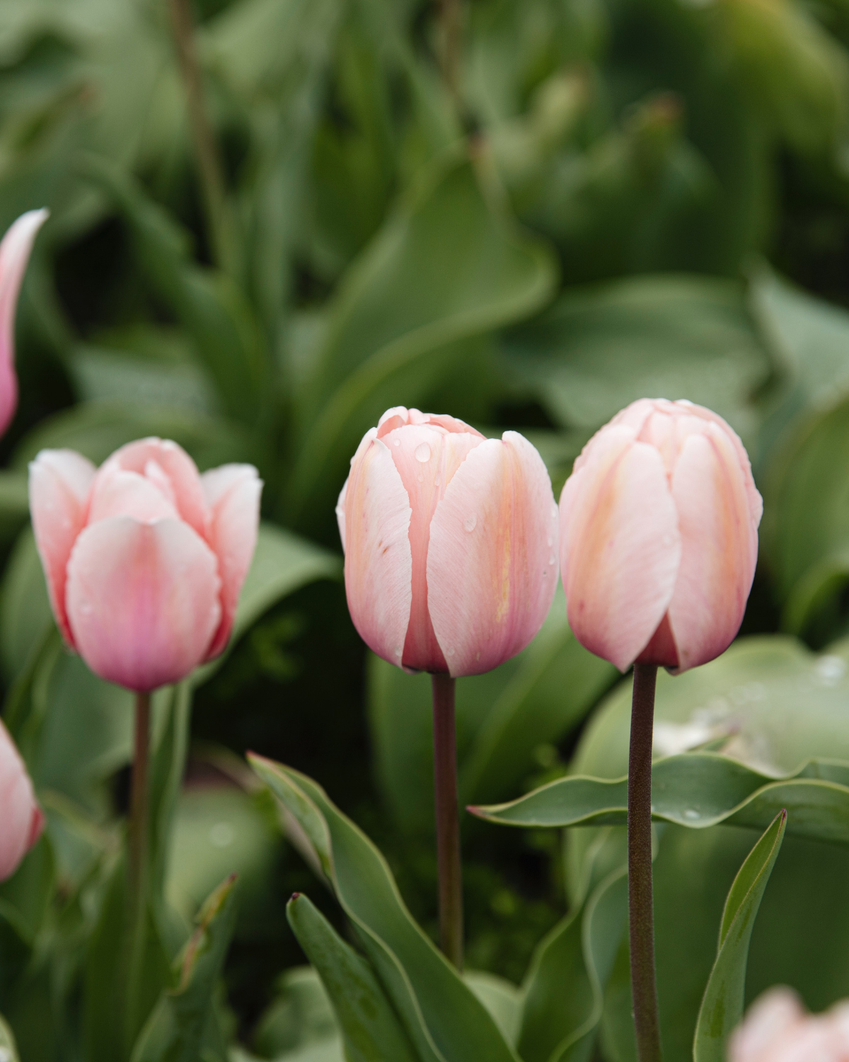 Tulp 'Salmon Impression' BIO (8 stuks)