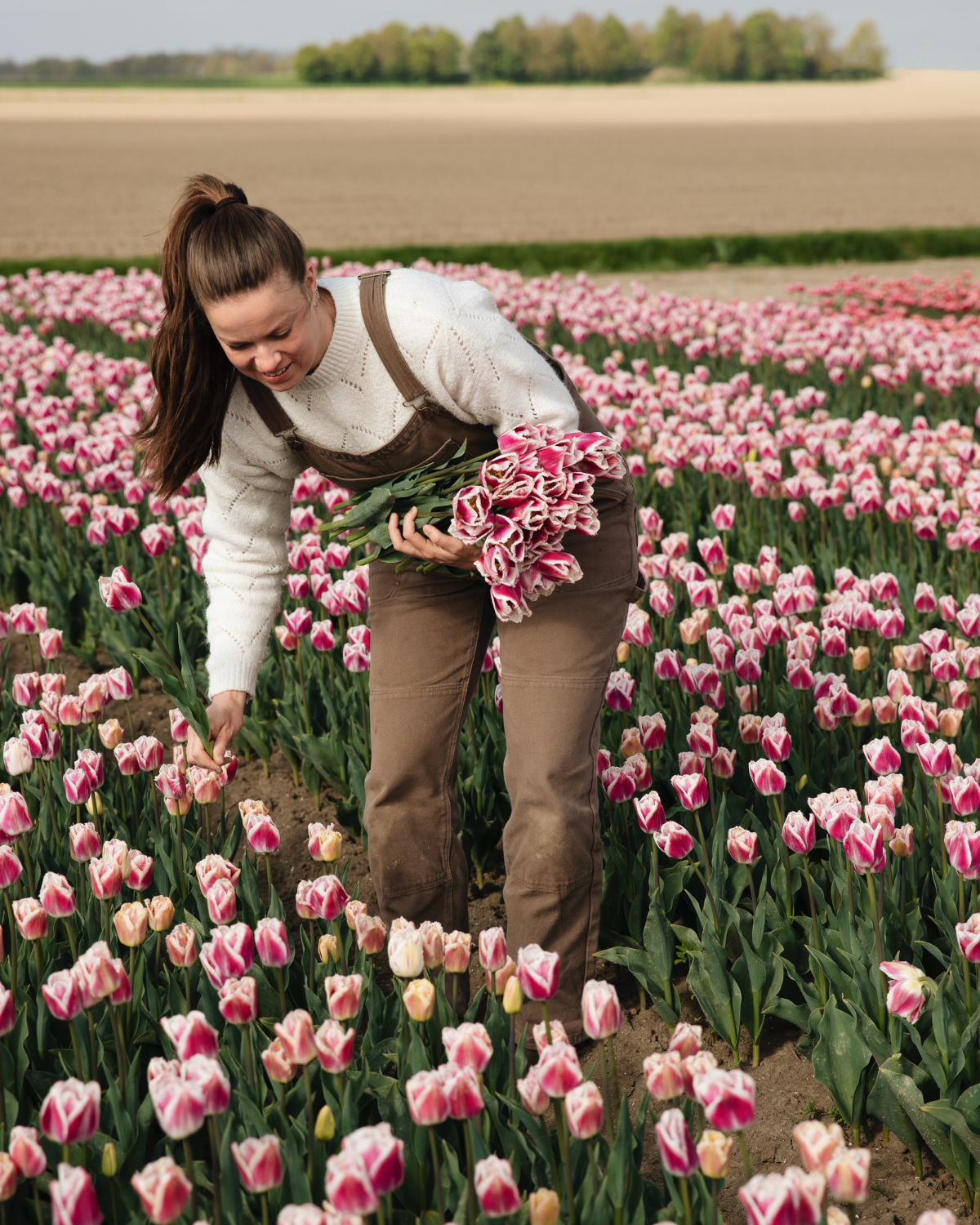 Tulp 'Siesta' BIO (8 stuks)