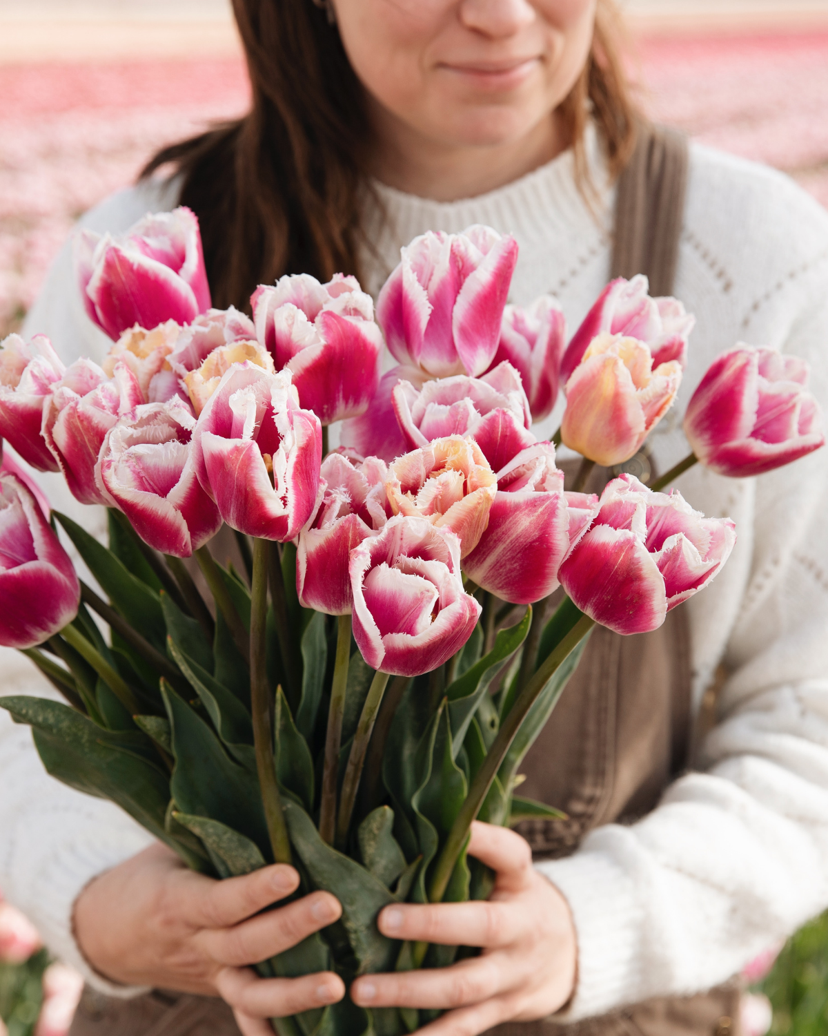 Tulp 'Siesta' BIO (8 stuks)