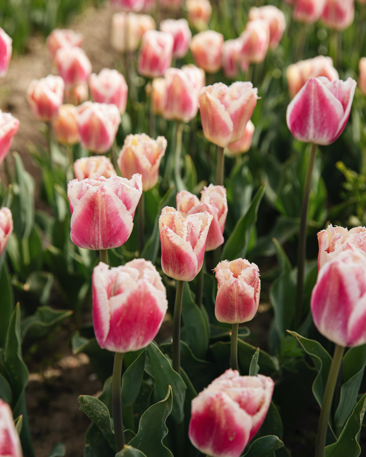 Tulp 'Siesta' BIO (8 stuks)