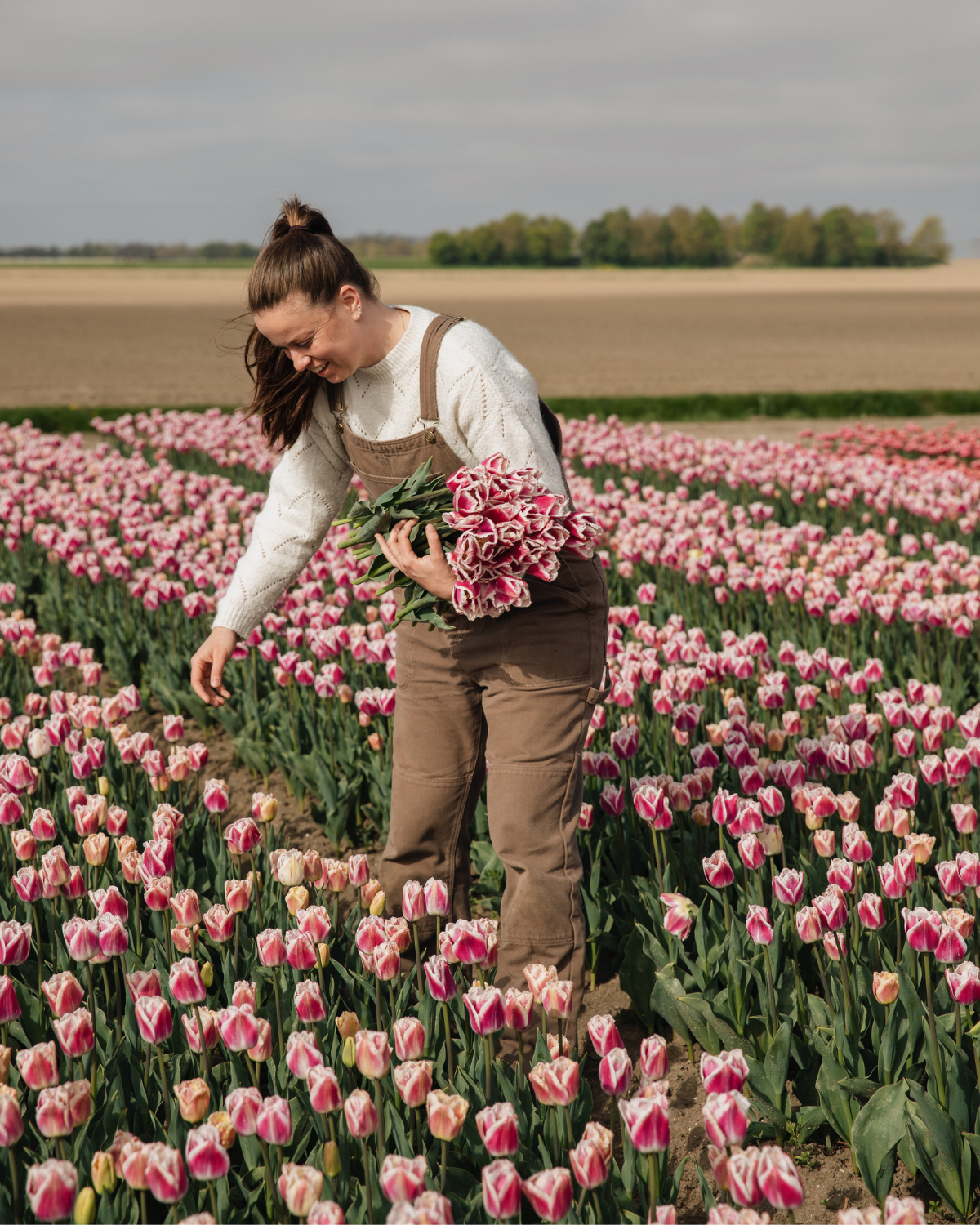 Tulp 'Siesta' BIO (8 stuks)