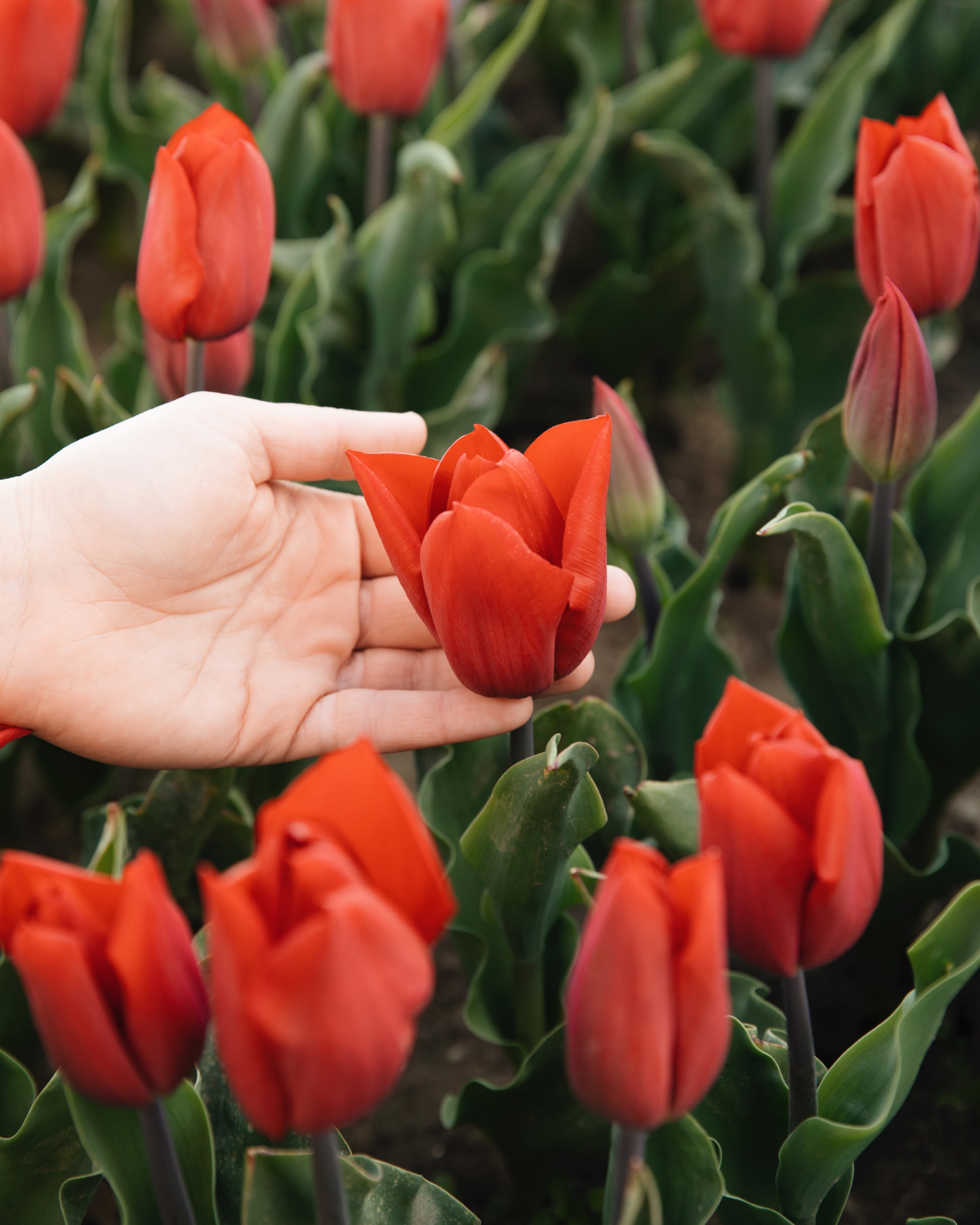 Tulp 'Strong Love' BIO (8 stuks)