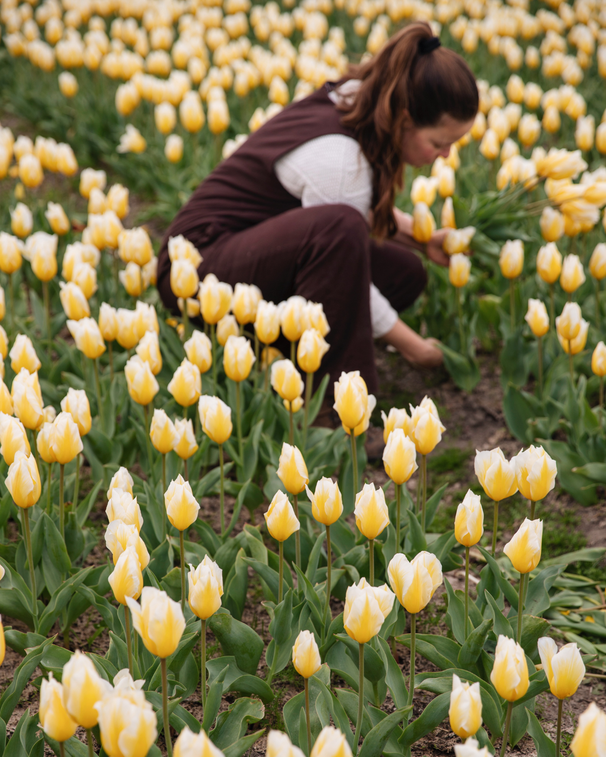Tulp 'Sweetheart' BIO (8 stuks)