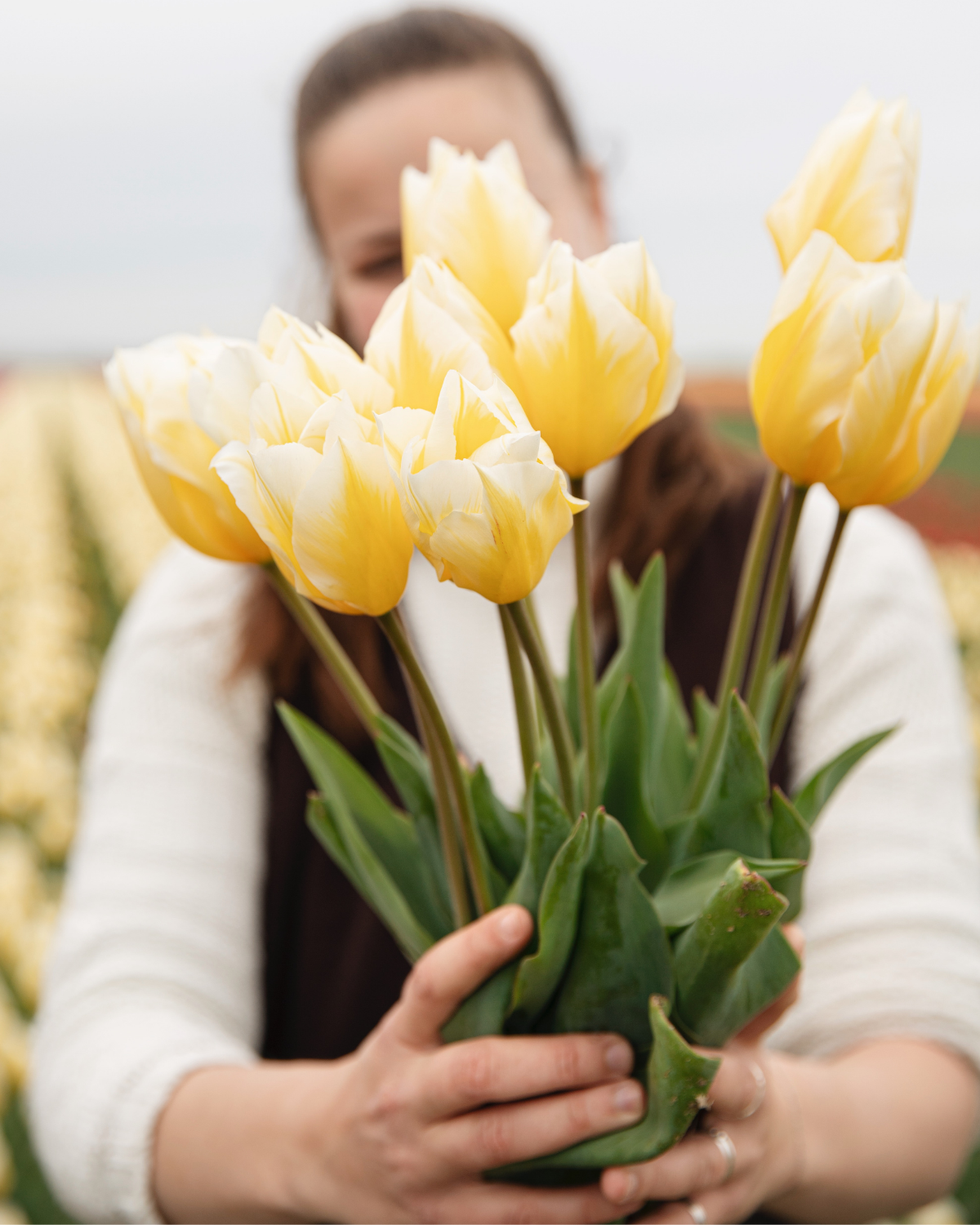 Tulp 'Sweetheart' BIO (8 stuks)