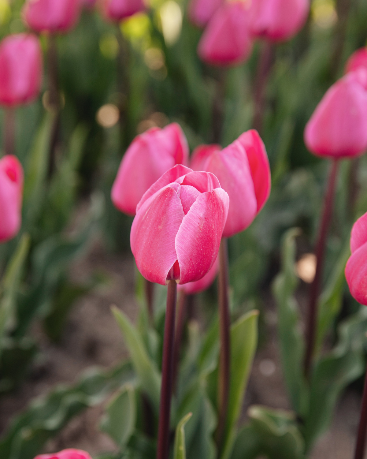 Tulp 'Tineke van der Meer' BIO (8 stuks)