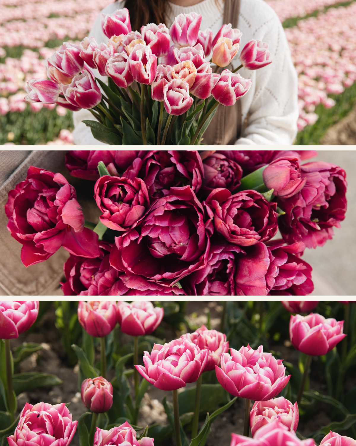 Tulpenpakket 'Roze' BIO (24 stuks)