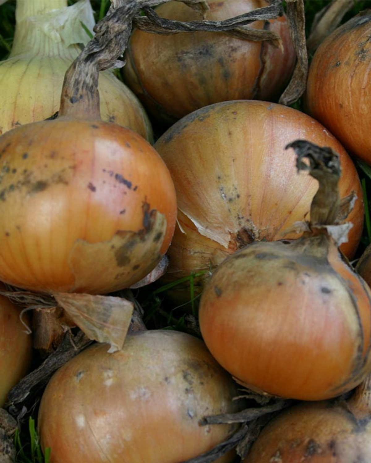 Ui 'Rijnsburger 4' BIO