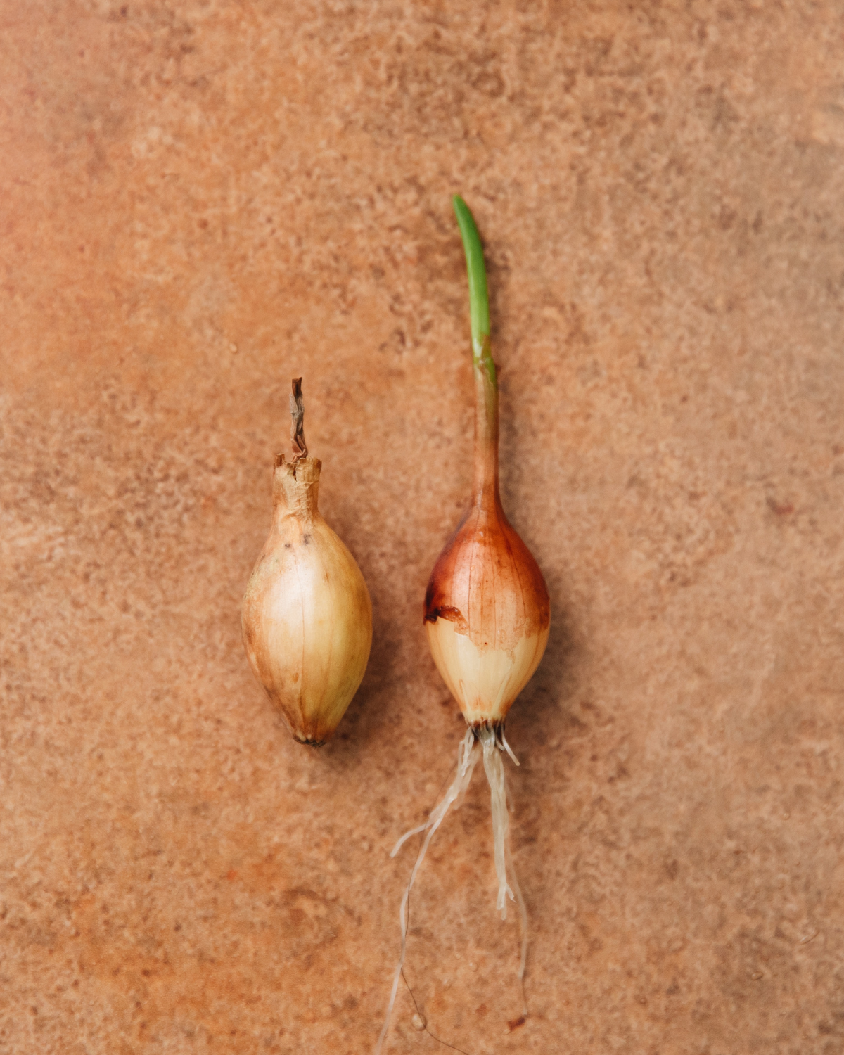 Plantui 'Shakespeare' BIO (250 gram)