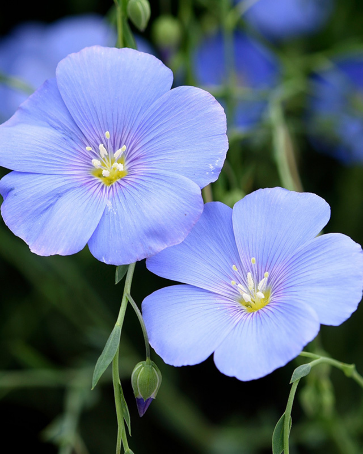 Vlas, blauw BIO