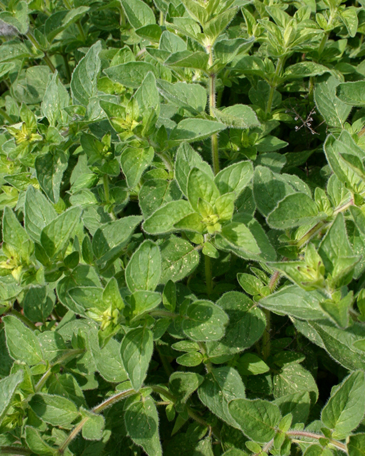 Wilde Marjolein BIO