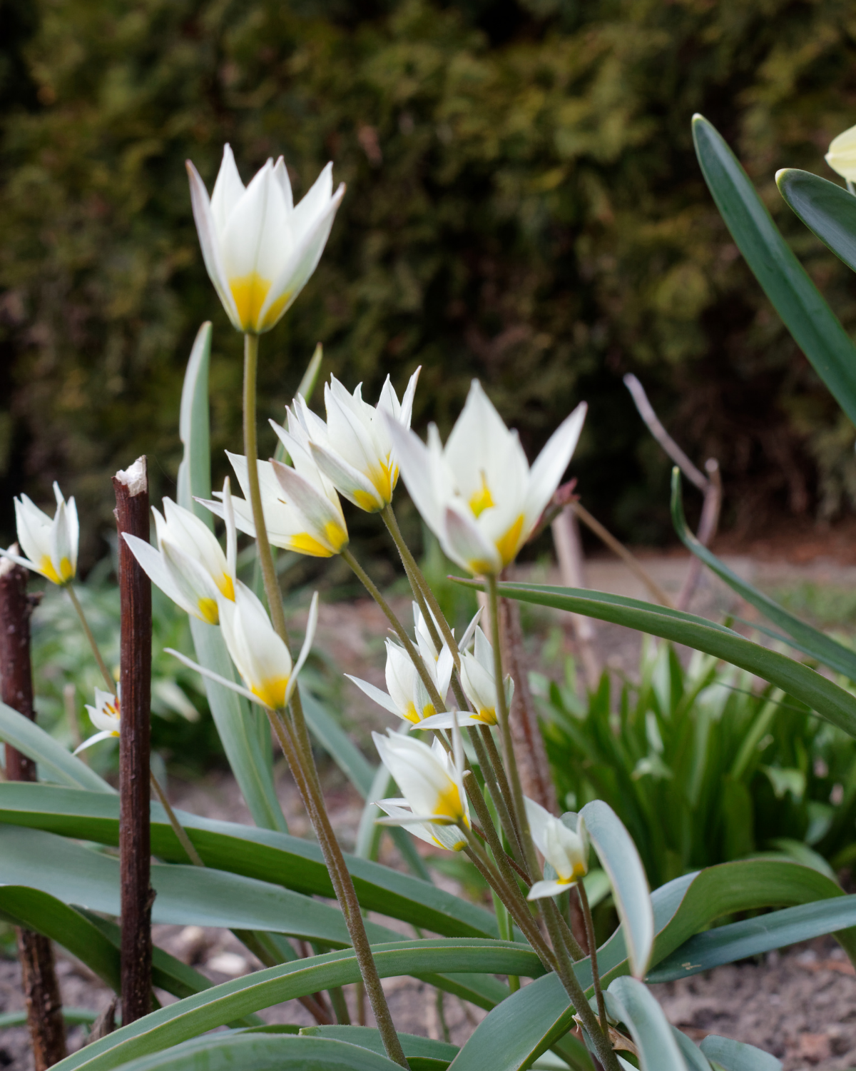 Wilde tulp (tulipa turkestanica) BIO (10 stuks)