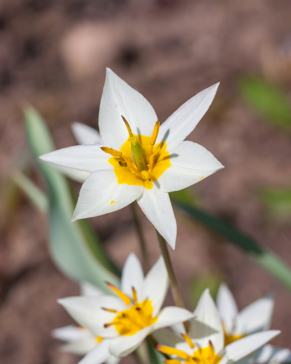 Wilde tulp (tulipa turkestanica) BIO (10 stuks)