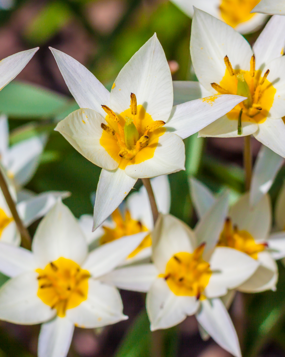 Wilde tulp (tulipa turkestanica) BIO (10 stuks)