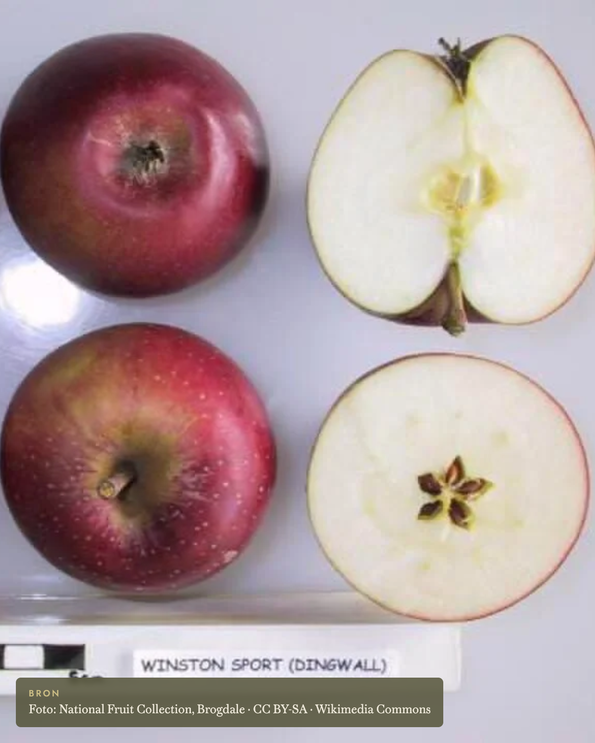 Appel 'Winston' - appelboom De Groene Makers