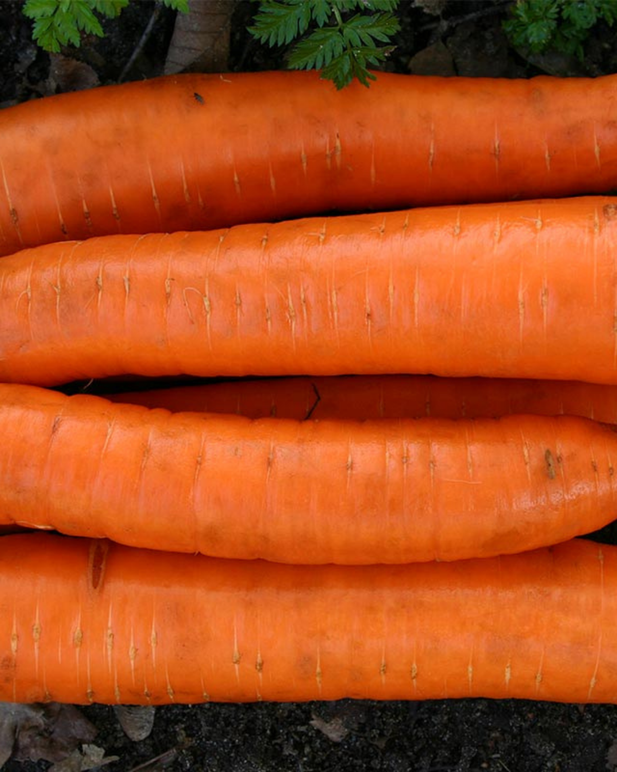 Winterwortel 'Flakkée 2' BIO