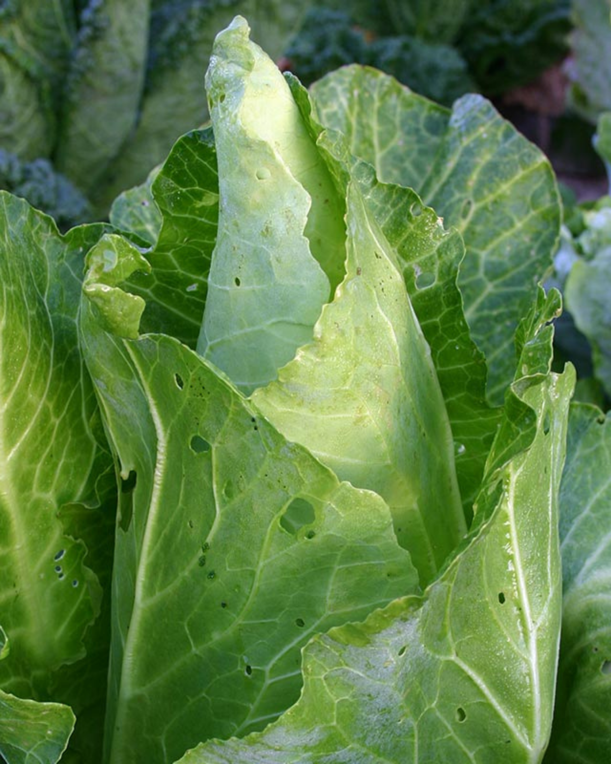 Witte kool 'Filderkraut' BIO