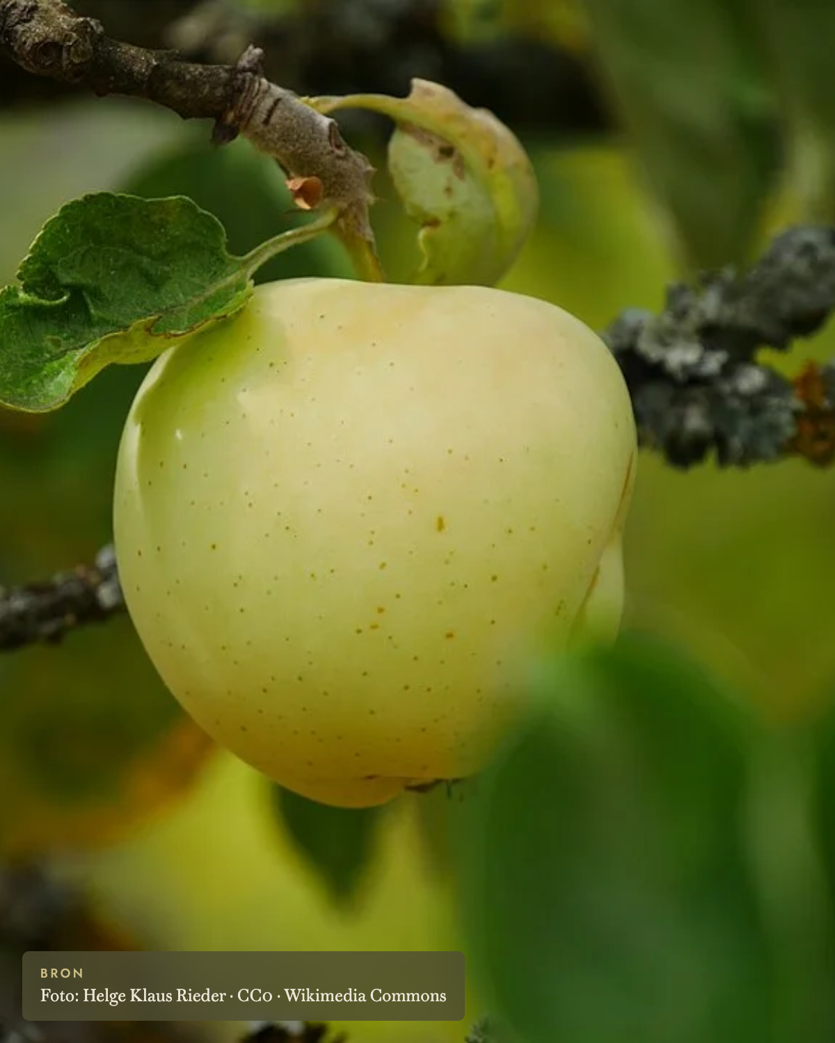 Appel 'Yellow Transparent' - appelboom De Groene Makers
