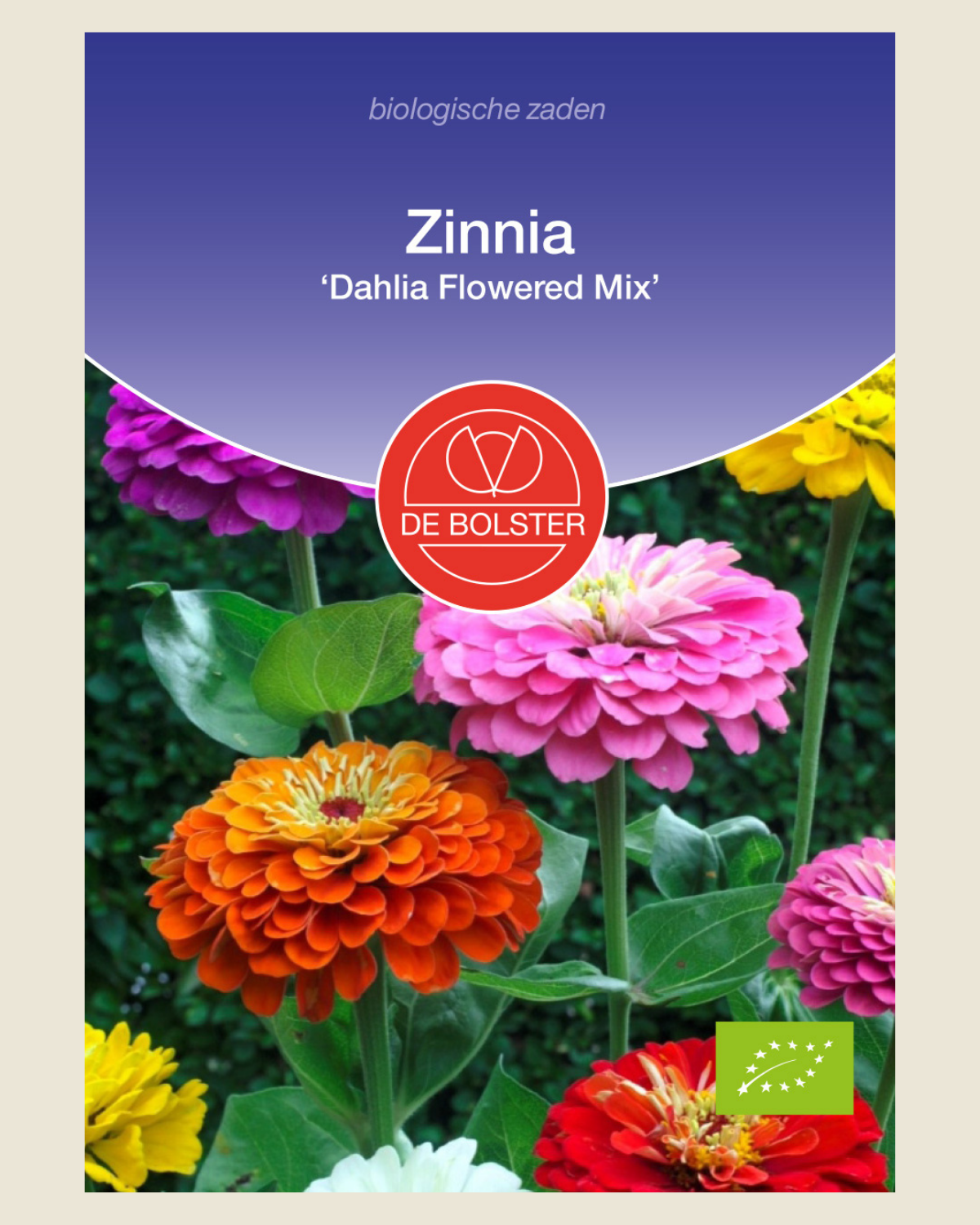 Zinnia 'Dahlia Flowered Mix' BIO