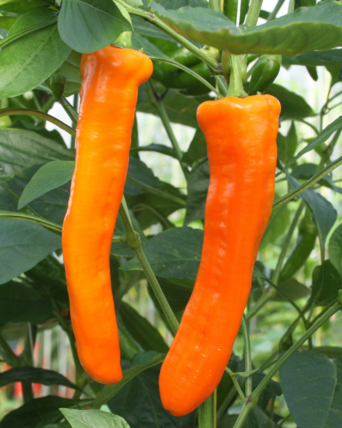 Zoetpuntpaprika 'Kyra' BIO