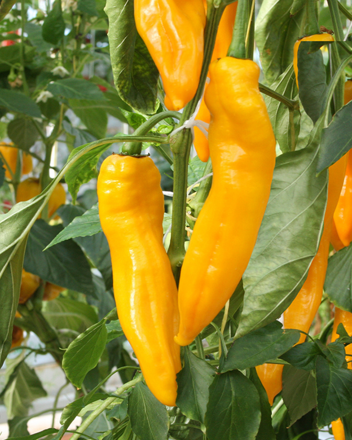 Zoetpuntpaprika 'Zazu' BIO