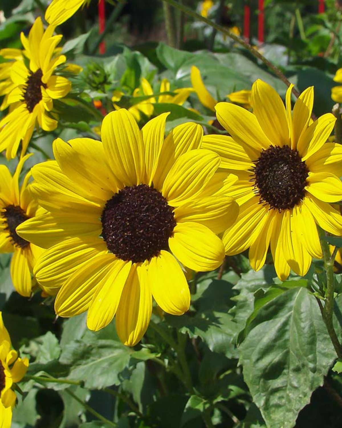 Zonnebloem, kleinbloemig BIO