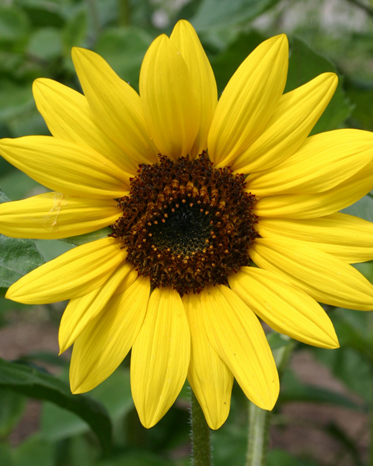 Zonnebloem, middelgroot, geel BIO