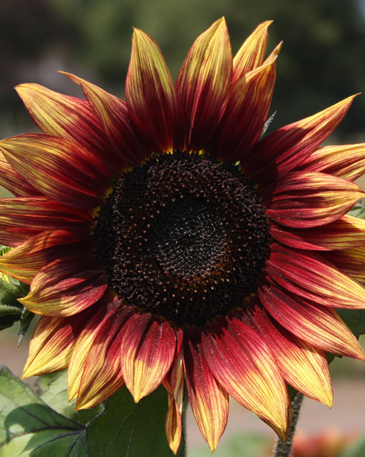Zonnebloem, middelgroot, rood BIO