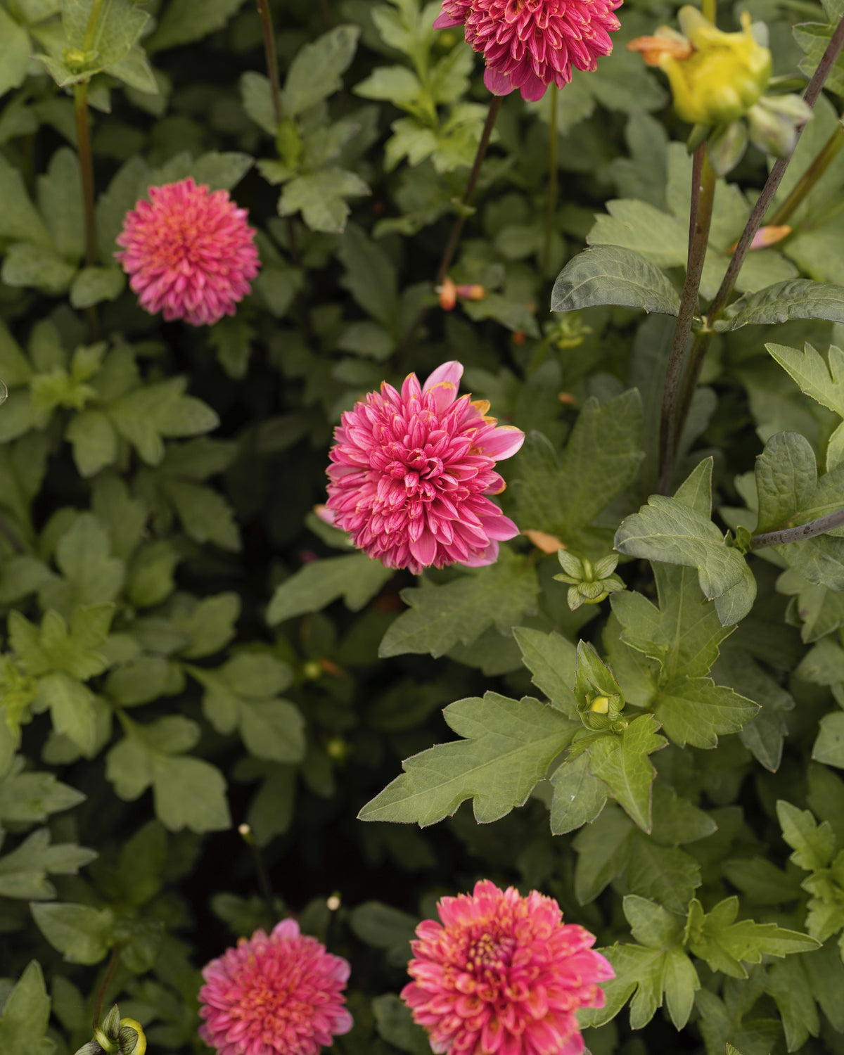 Dahlia Alyshia in bloei (hardroze)