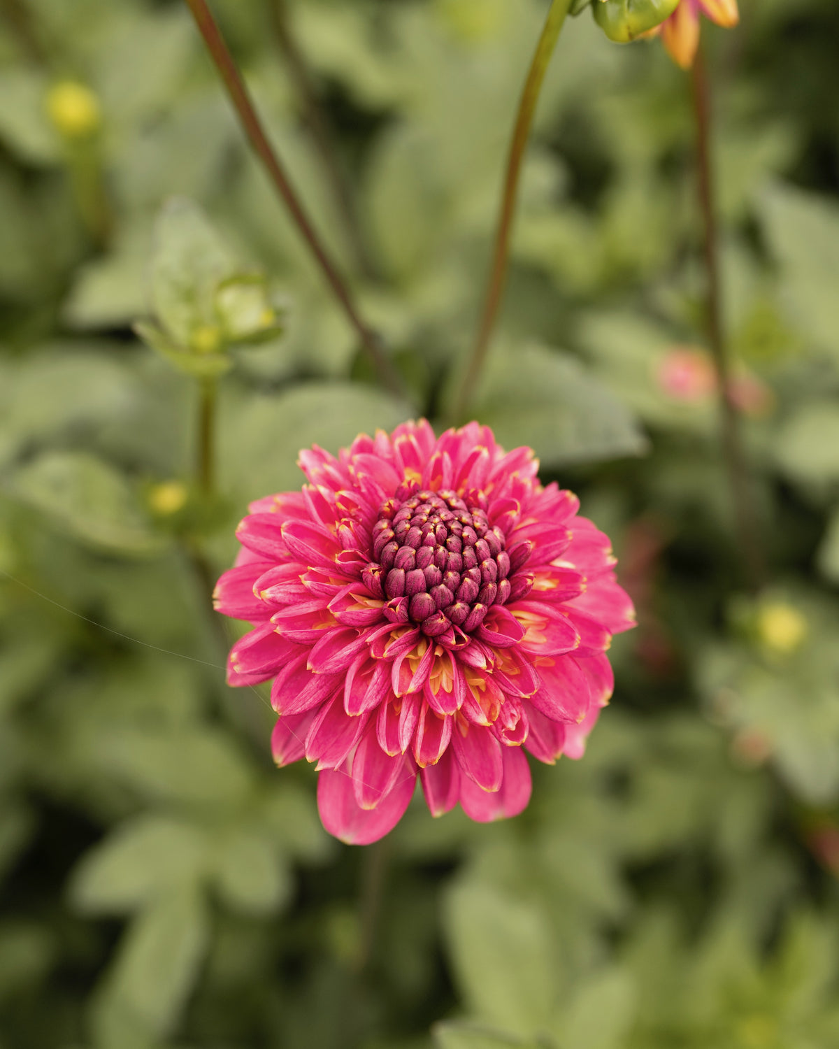 Dahlia Alyshia, een van de tien soorten in dahliapakket Roze Wolk