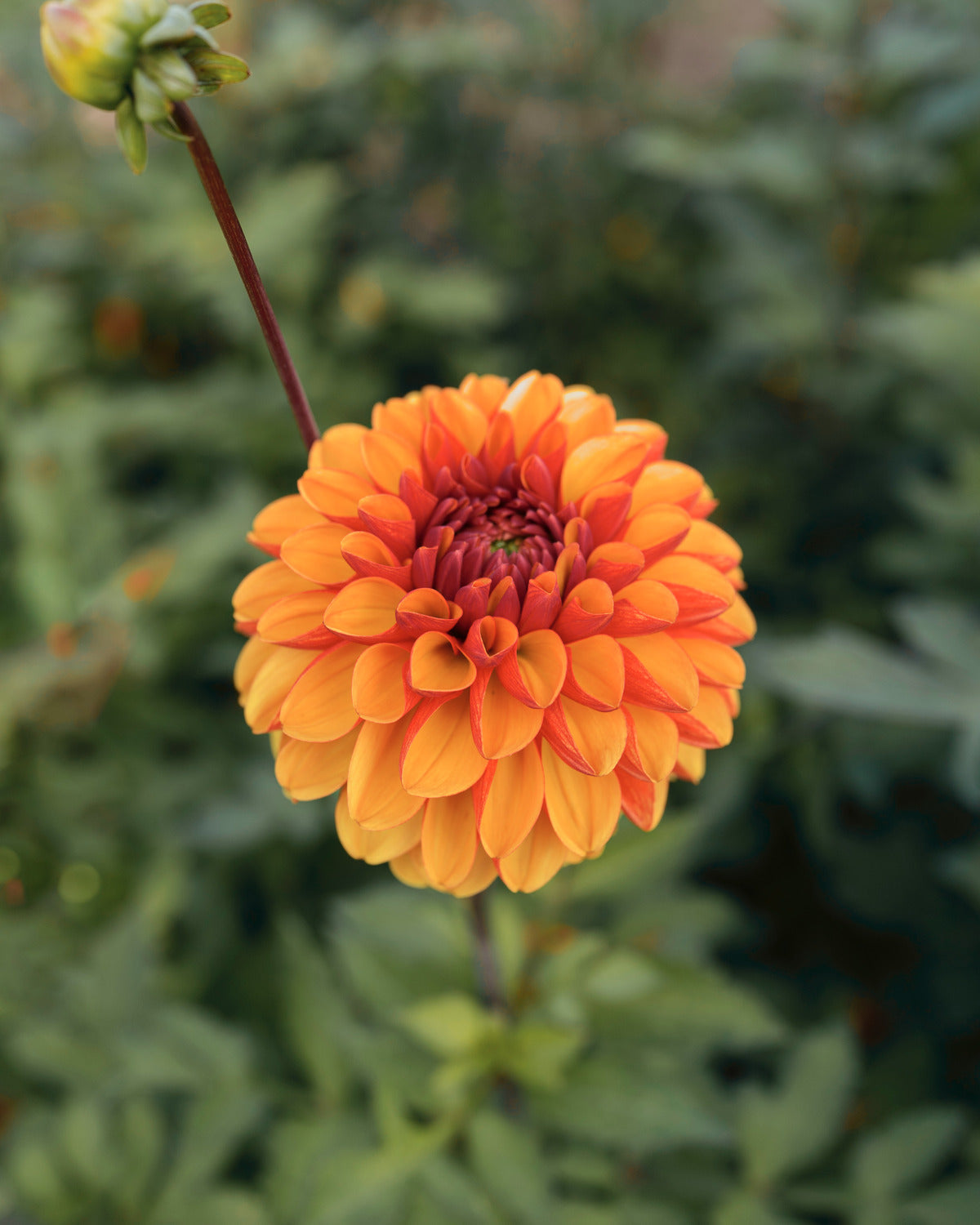 Dahlia American Sunset, een van de tien soorten in dahliapakket Gouden Uur