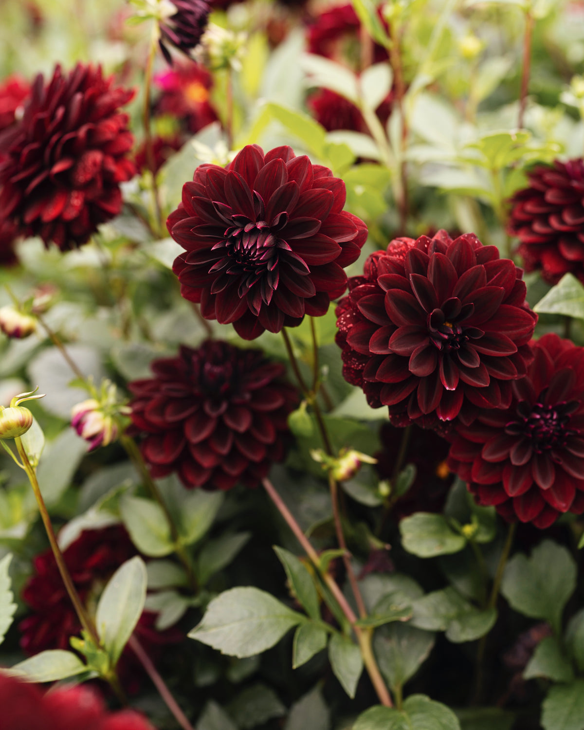 Dahlia Arabian Night in bloei (donkerrood)