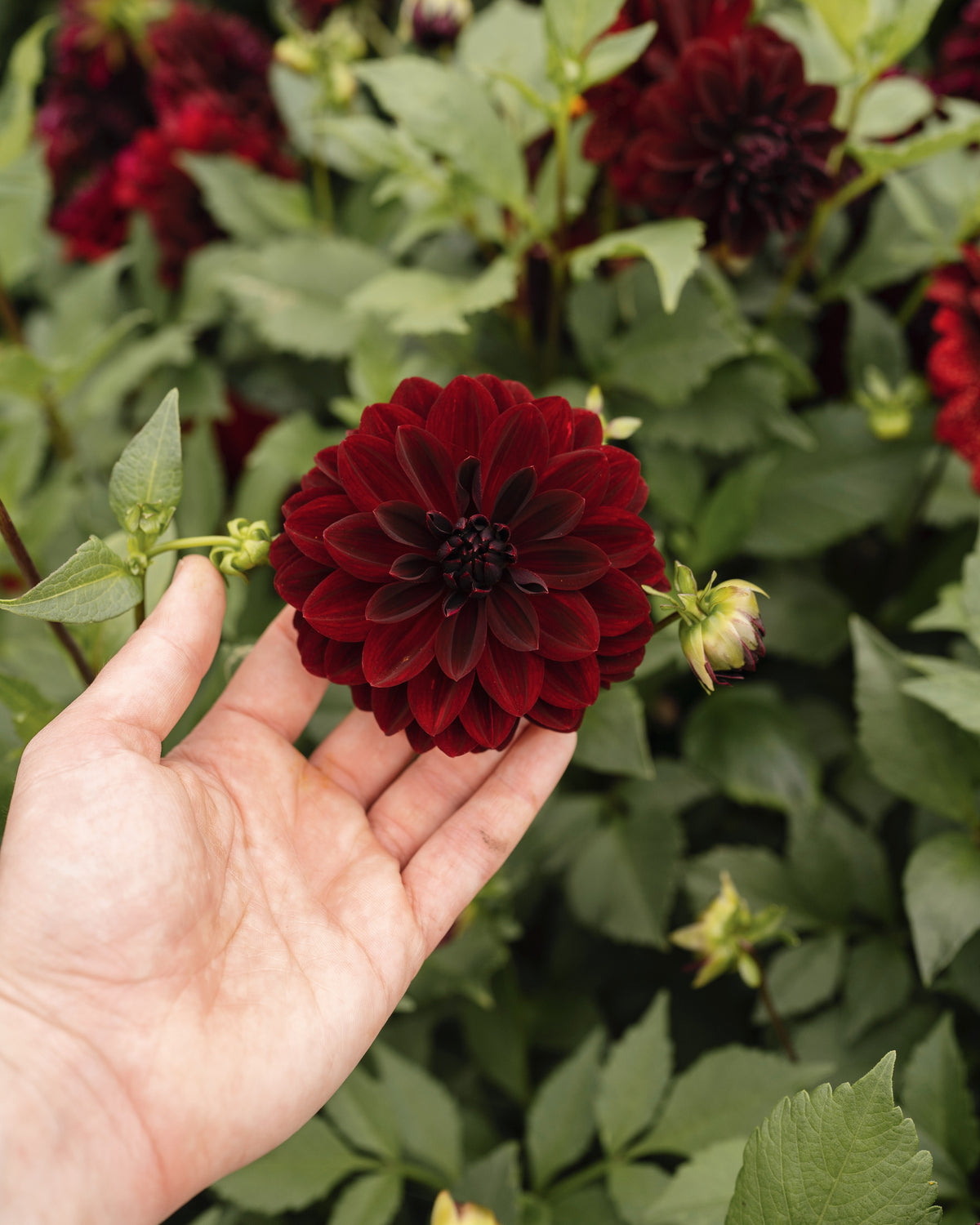 Biologische dahlia Arabian Night van De Groene Makers (donkerrood)