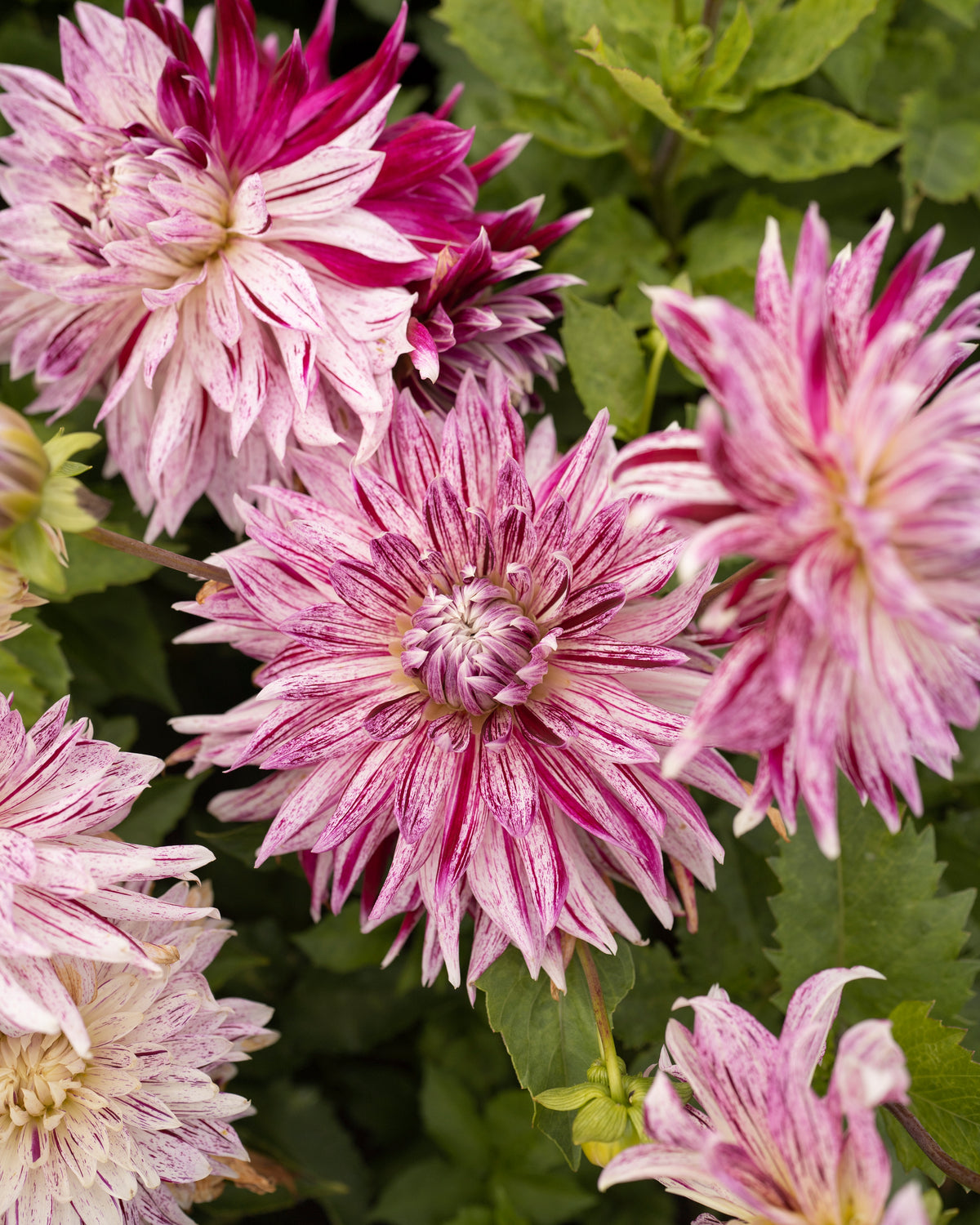 Dahlia Avignon in bloei (wit met lila vlammen)