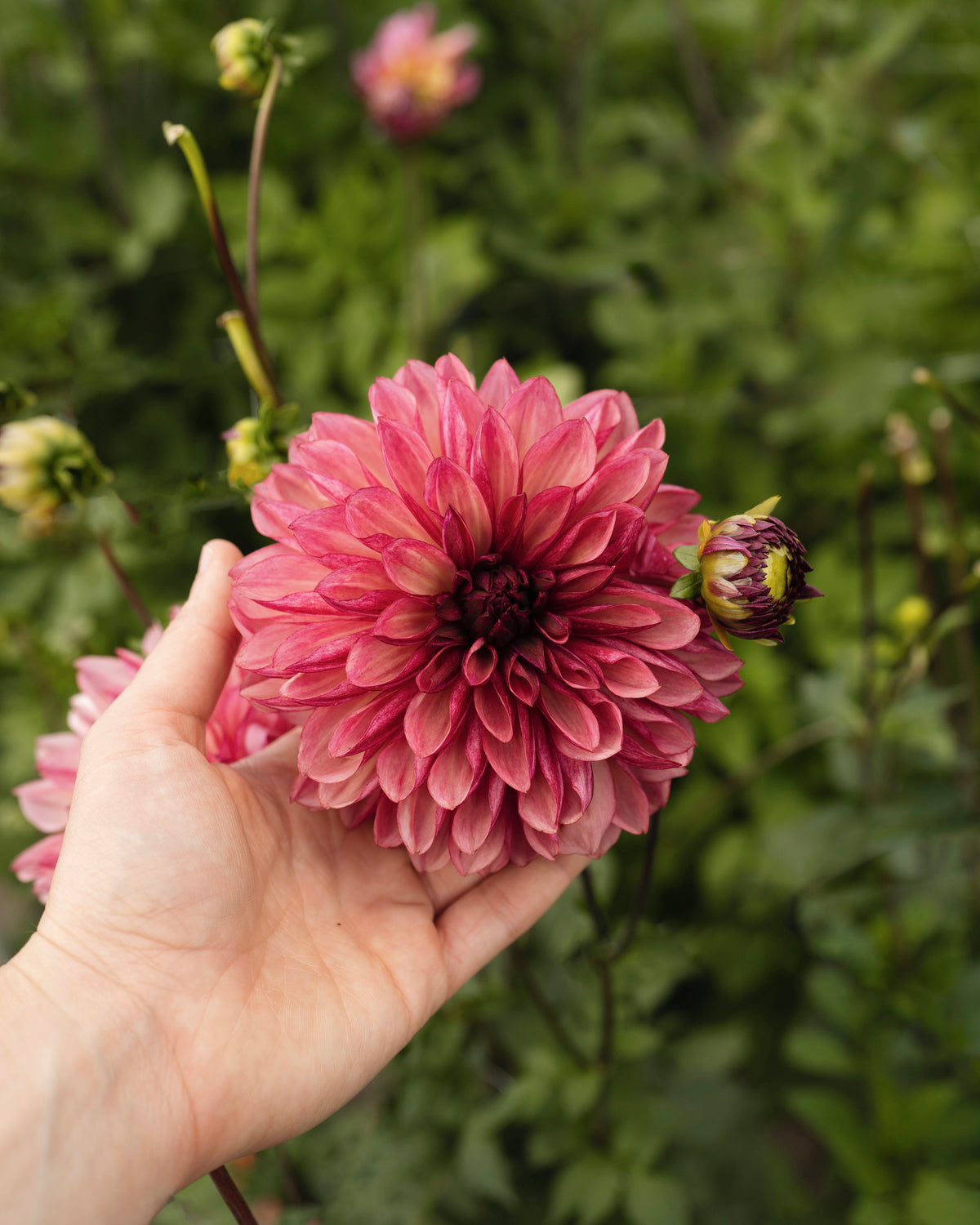 Dahlia Bacardi in bloei (dofrood, geel hart)