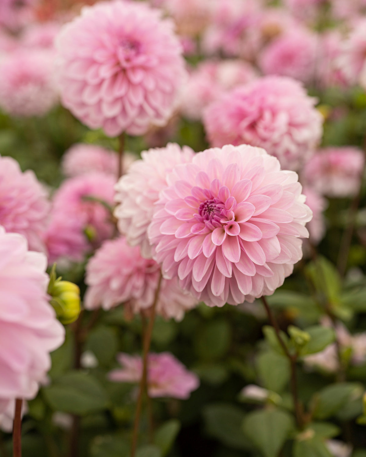 Dahlia Bazuin Lavender in bloei (lichtlila)