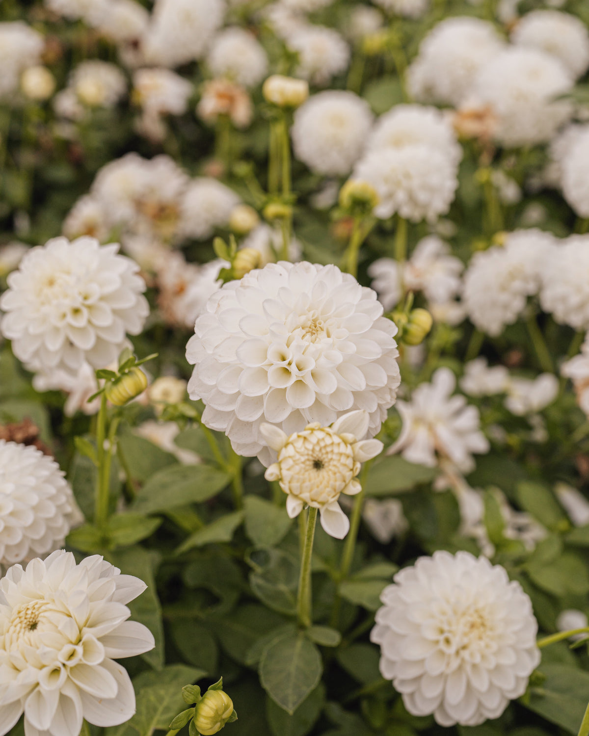 Dahlia Bazuin Snow White in bloei (wit)