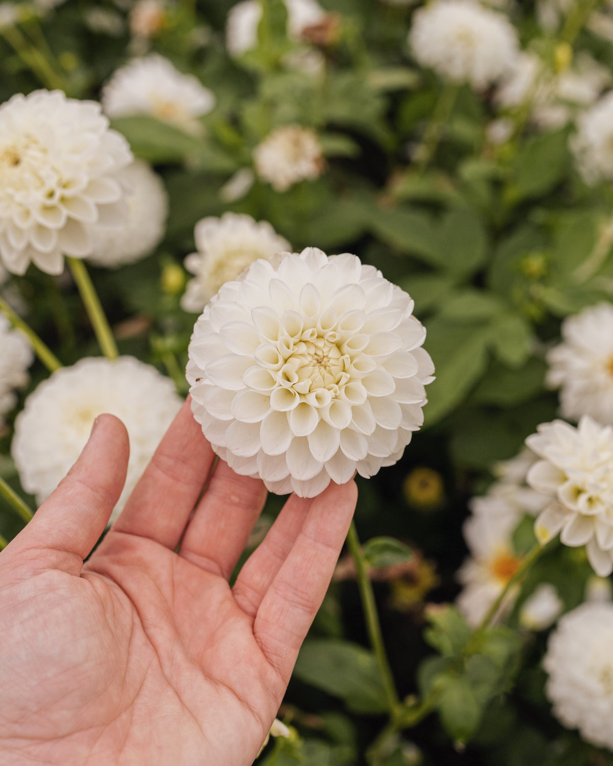 Dahlia Bazuin Snow White, een van de vijf soorten in dahliapakket Maanlicht