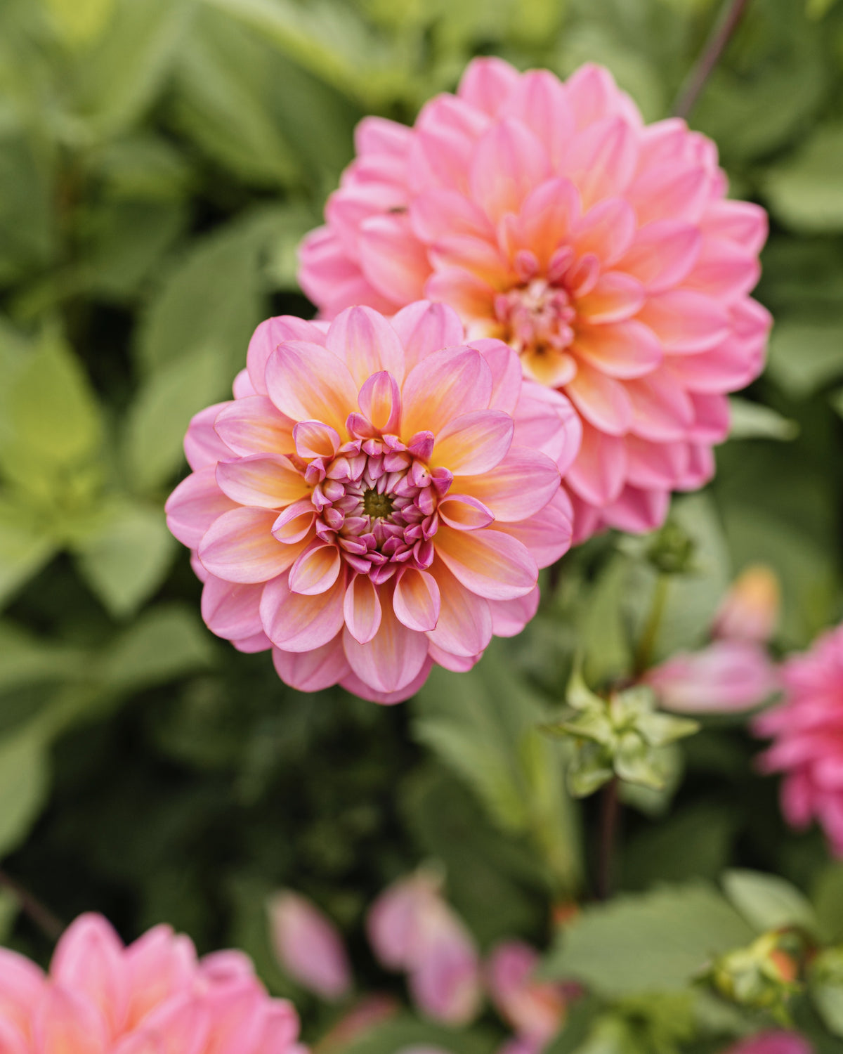 Dahlia Bodille, een van de tien soorten in dahliapakket Roze Wolk