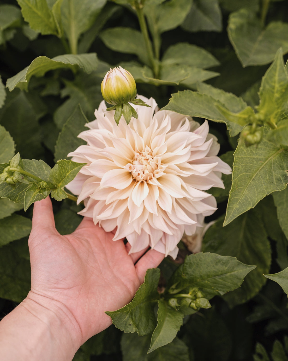 Biologische dahlia Café au Lait van De Groene Makers (crème)