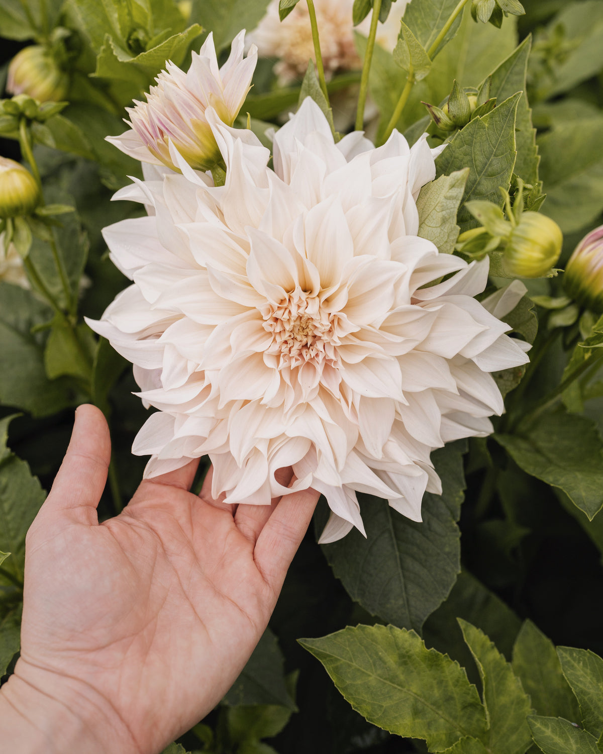 Dahlia Café au Lait, een van de tien soorten in dahliapakket Roze Wolk