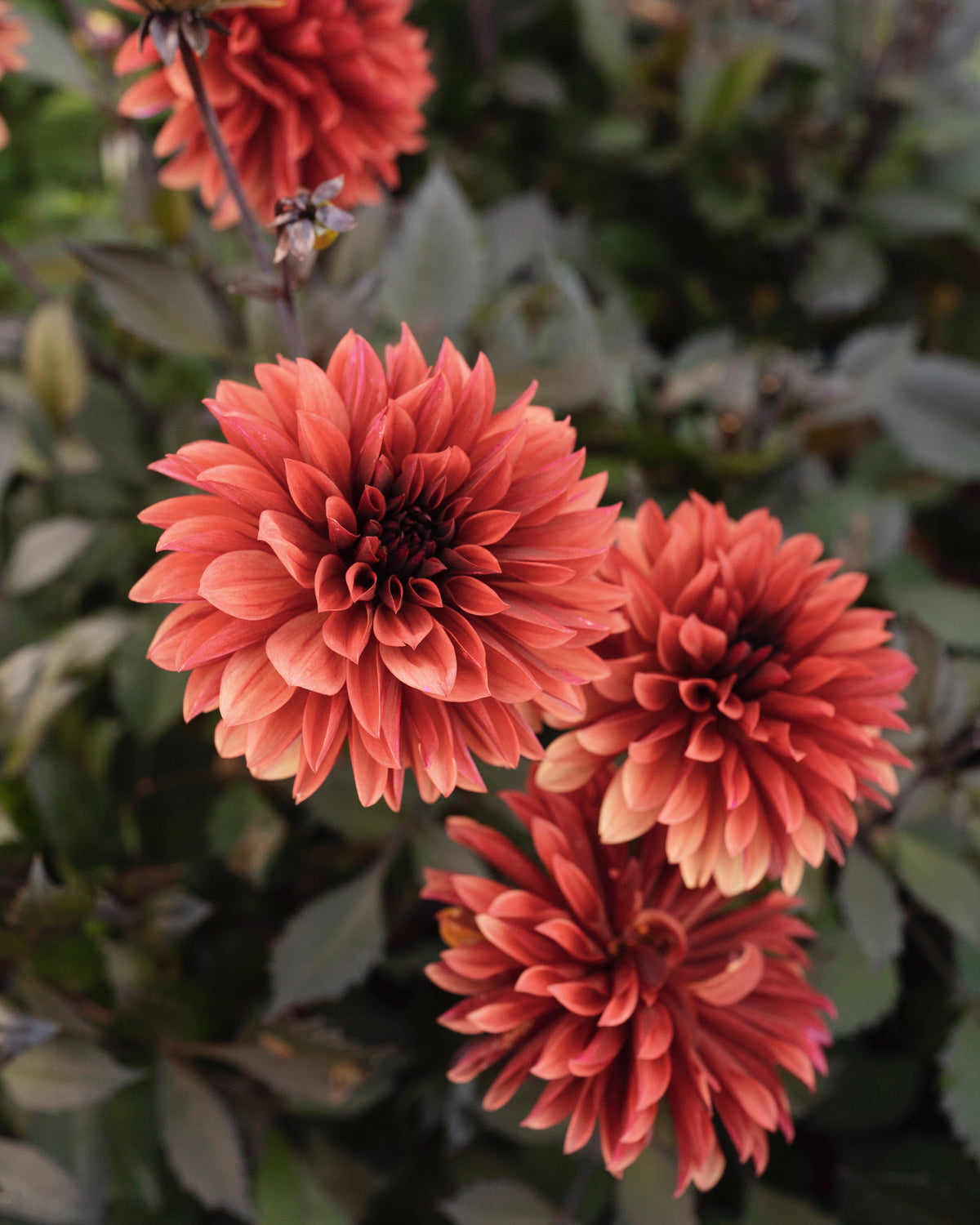 Dahlia Danique in bloei (donkeroranje, donker blad)