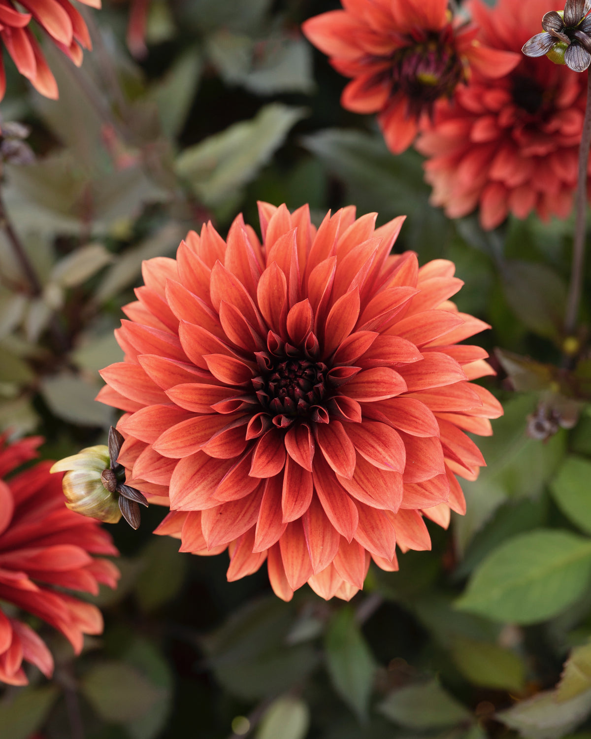 Dahlia Danique, een van de tien soorten in dahliapakket Gouden Uur